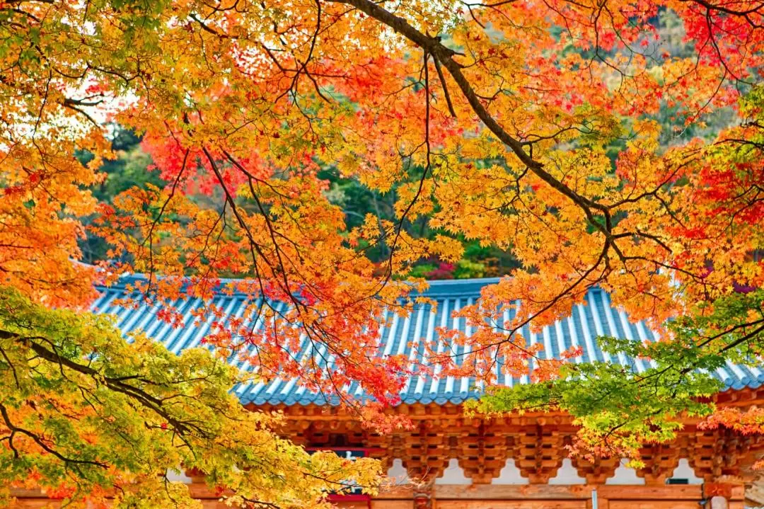 Naejangsan National Park Autumn Maple Day Tour from Seoul