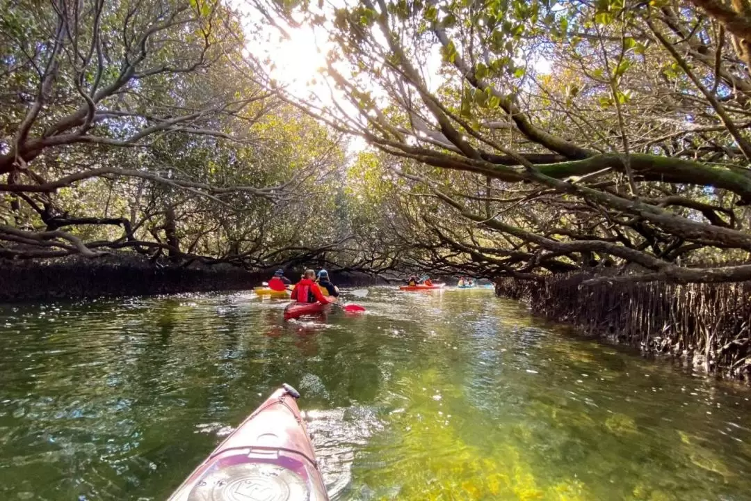 Dolphin Sanctuary Mangroves Tour