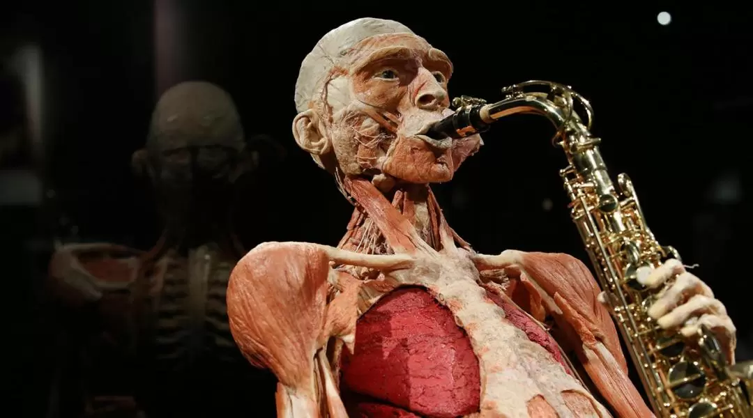 Amsterdam Body Worlds