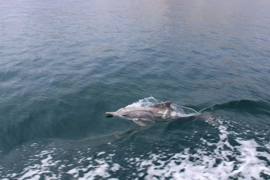 Snorkeling and Dolphin Watching Dhow Cruise in Musandam