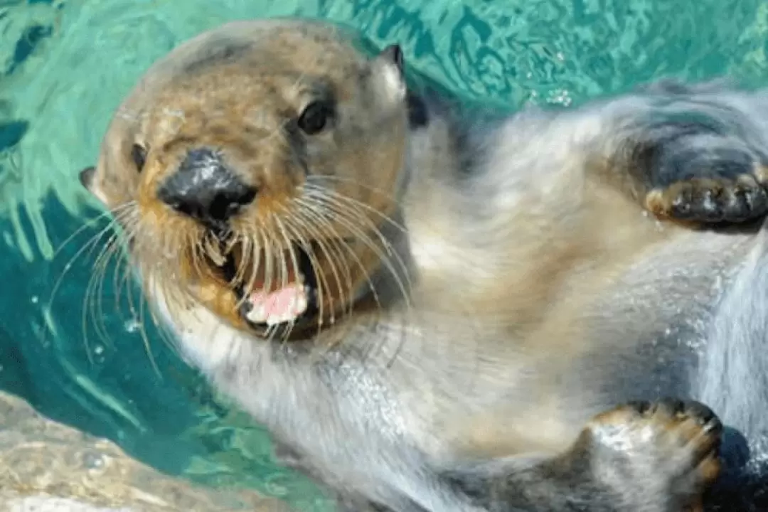 紐約水族館門票