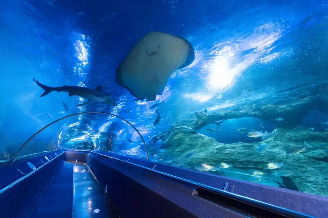 AQWA Aquarium Of Western Australia Entry Tickets