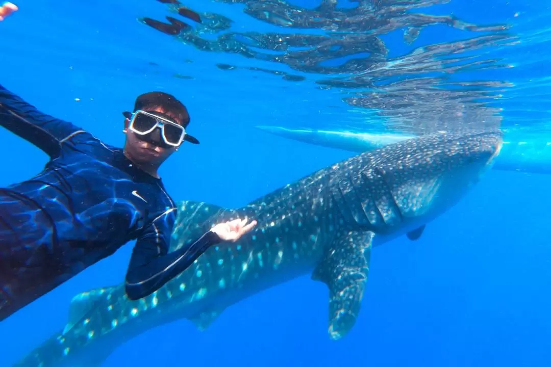 Oslob Whale Shark Encounter Join In Day Tour from Dumaguete