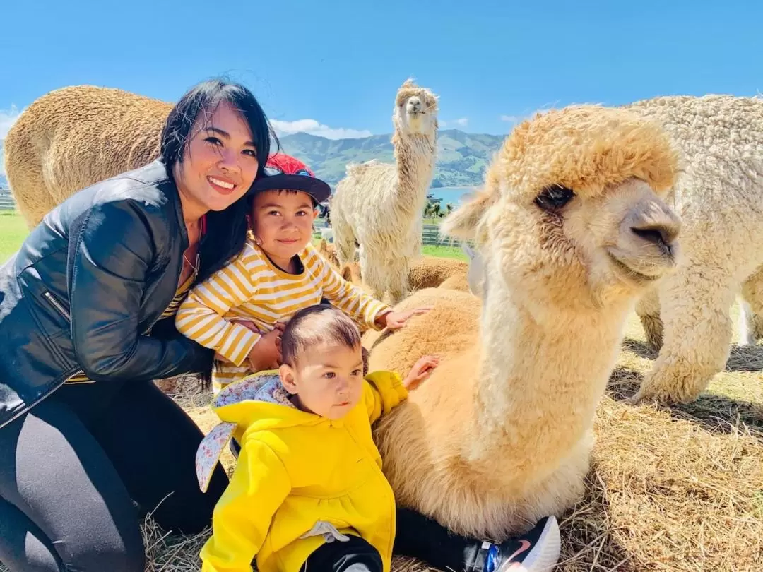 Akaroa Shamarra Alpaca Farm Tour 