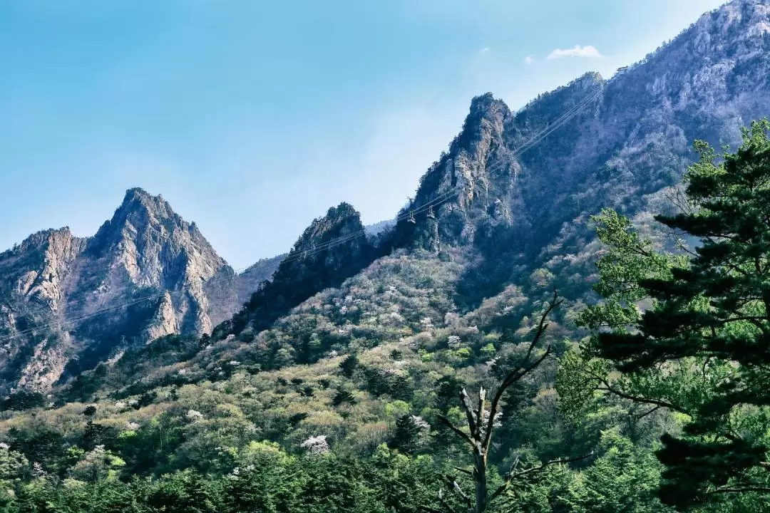 Mt. Seorak & The Tallest Ginko Tree at Yongmunsa