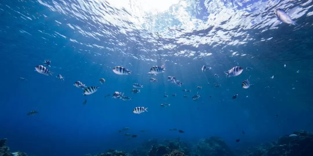 Diving Experience at Shitipin, Hualien