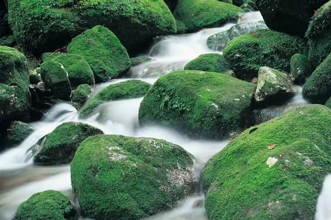 屋久島白谷雲水峽1日徒步遊（含英文導遊）