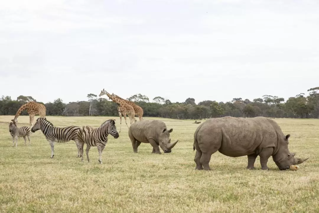 Werribee Zoo Deluxe Safari Adventure Experience