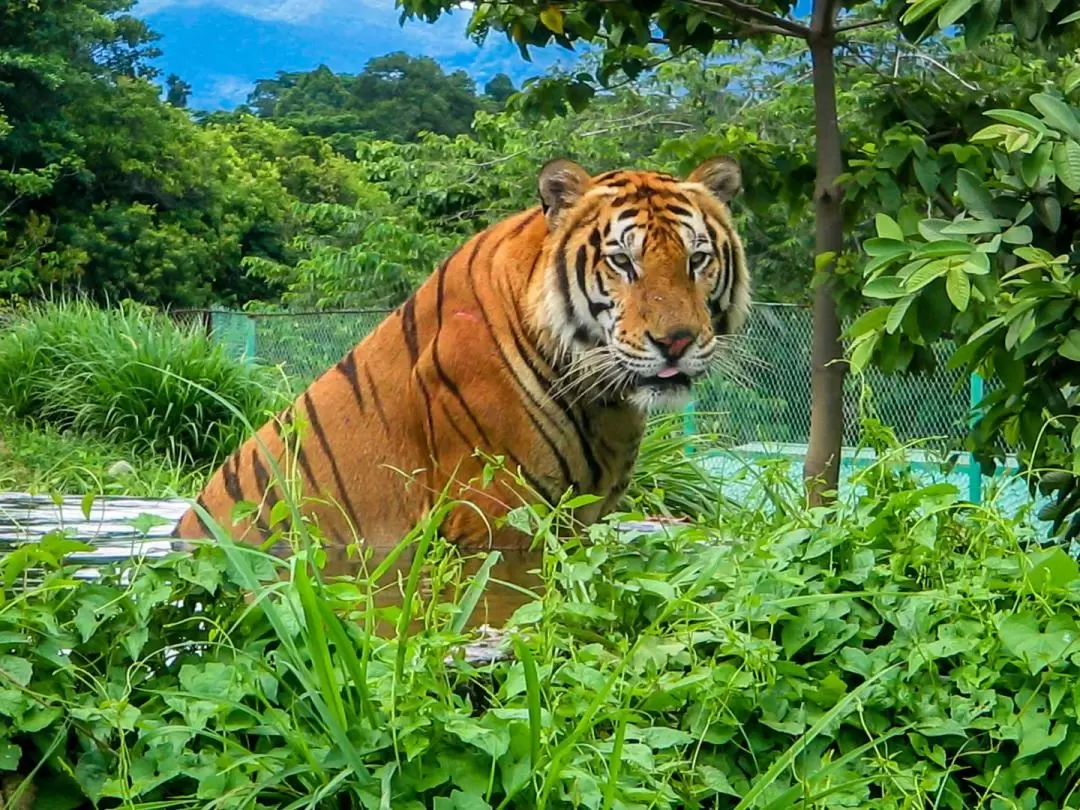 Zoocolate Thrills 入園チケット（ボホール島）