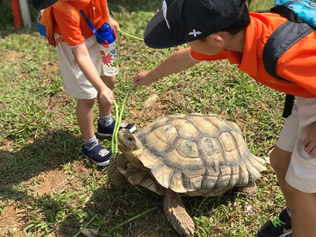 The Live Turtle and Tortoise Museum（亀の博物館） 入館チケット（シンガポール）