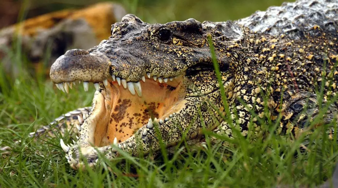 奧蘭多 Gatorland 鱷魚樂園門票