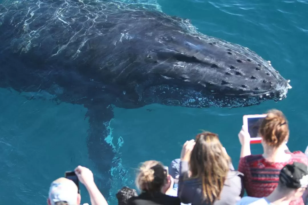 Whale Watching Experience in Gold Coast