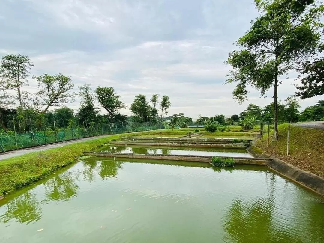 Agriculture and Fish Farming Sustainability Tour at Jalan Lekar