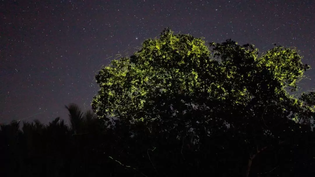 Firefly Watching with South Farm Tour