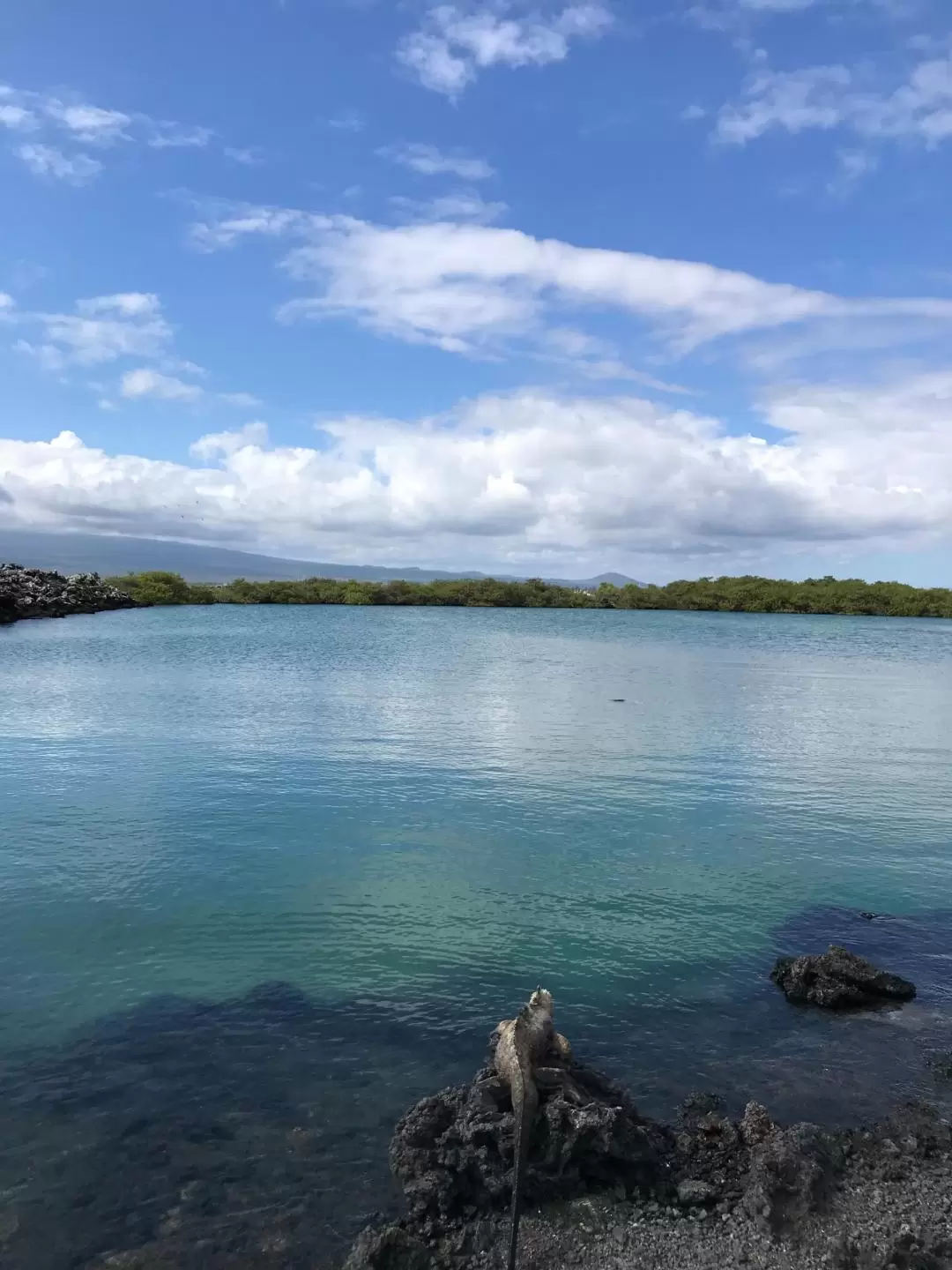 ティントレラス湾 日帰りボートツアー（イサベラ島発）