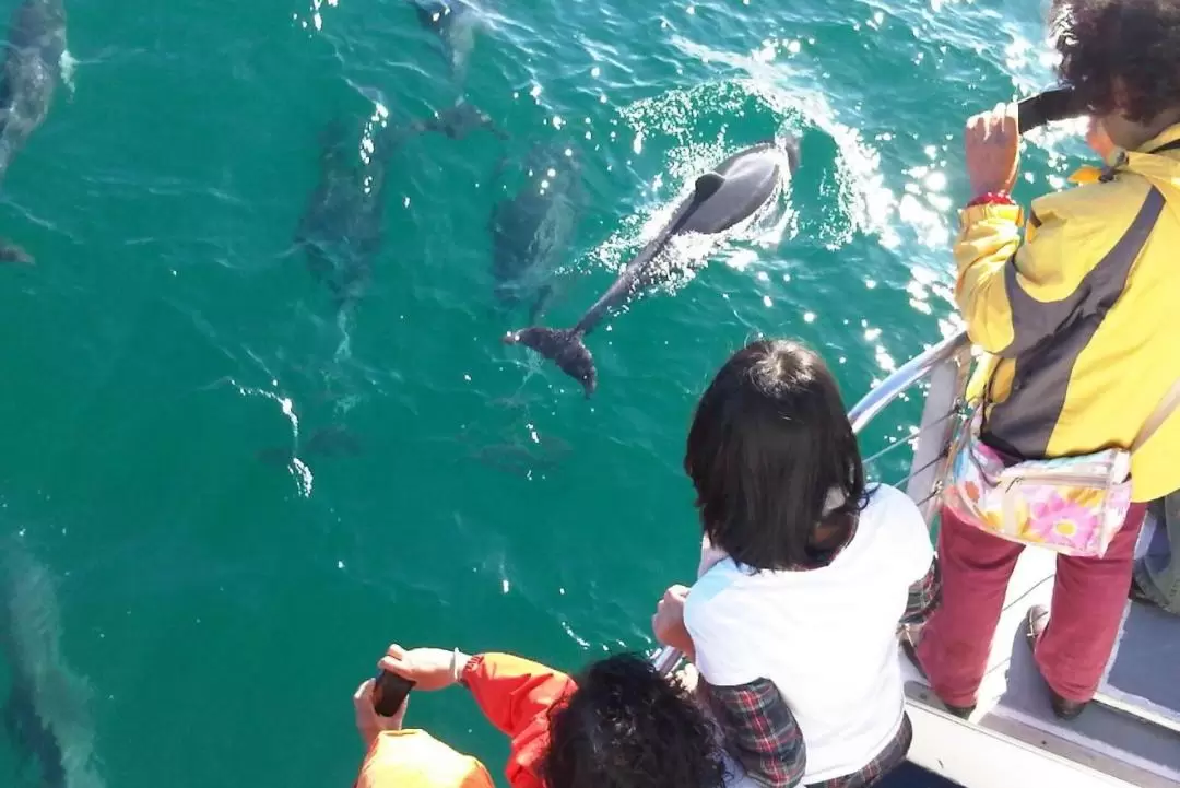 Dolphin Watch Cruise Experience in Jervis Bay 