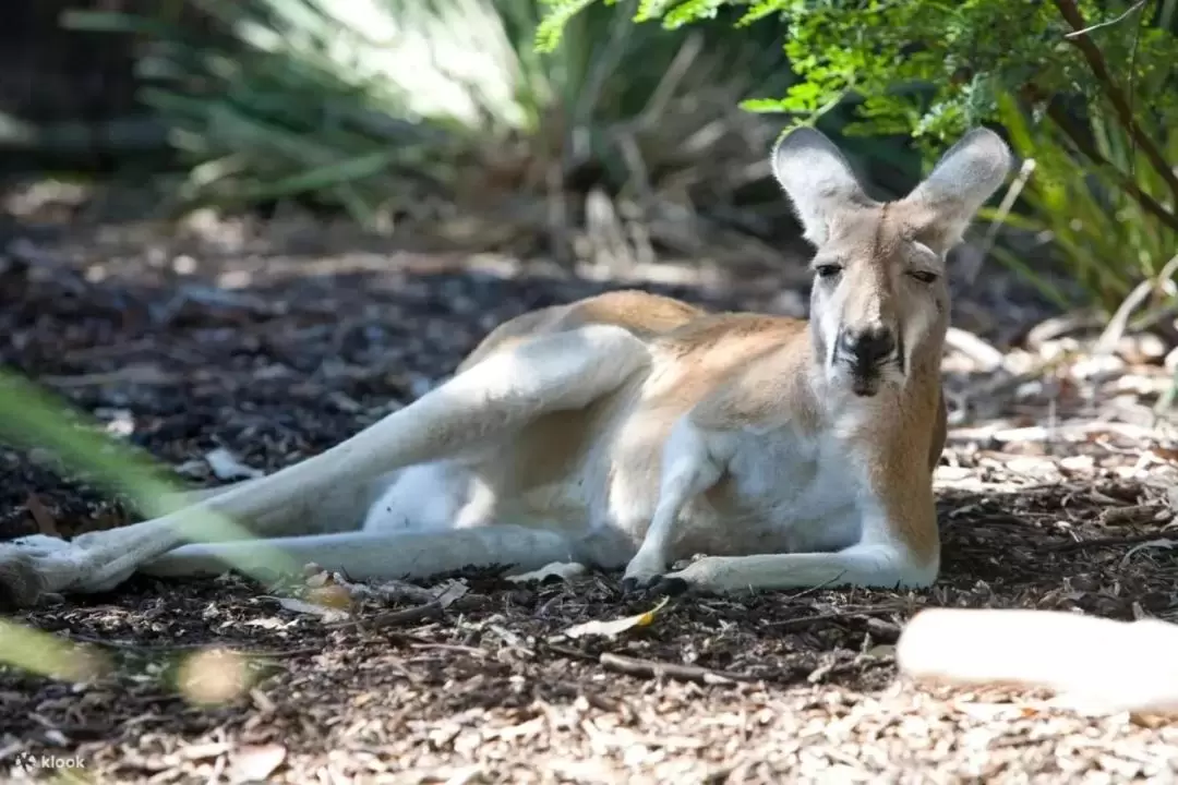 タロンガ動物園 入園チケット（シドニー）