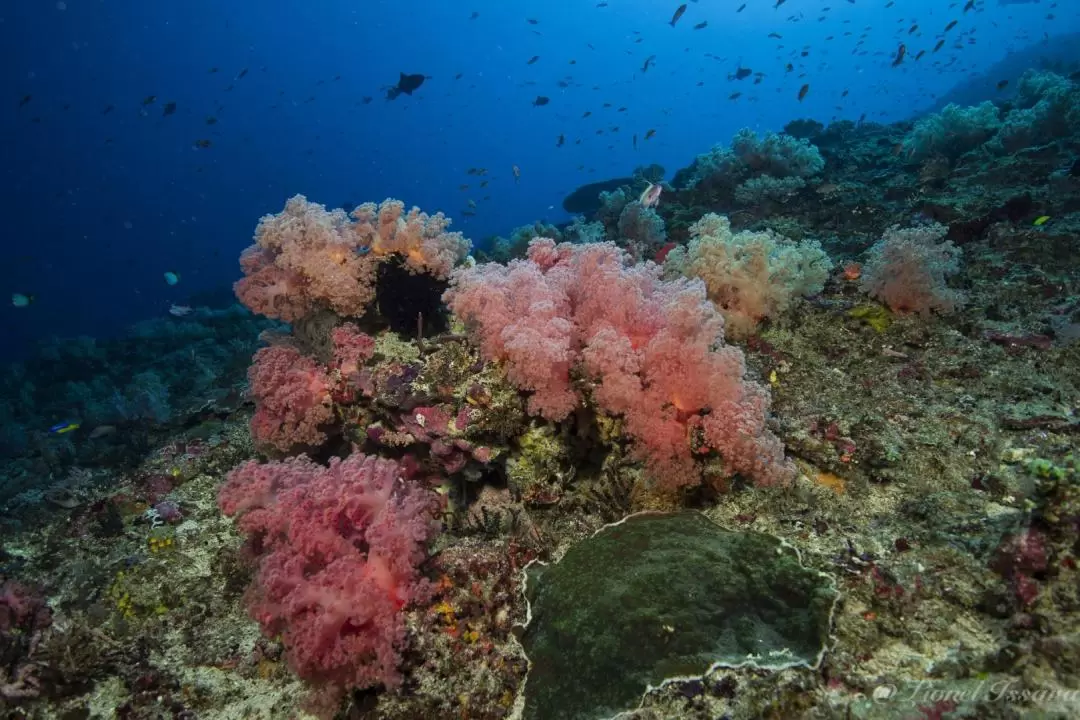 鹿島（Menjangan Island）潛水體驗（巴厘島Dune Atlantis提供）