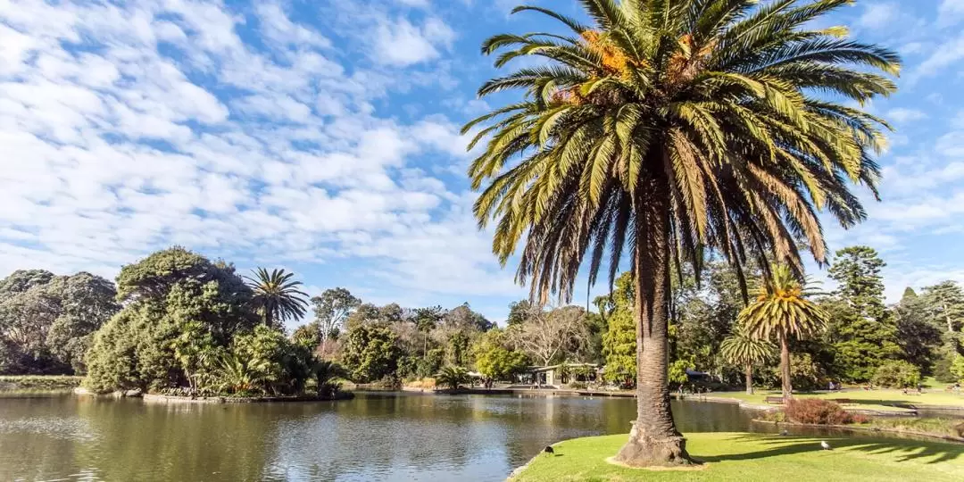 Mystery Picnic in Royal Botanic Garden Sydney