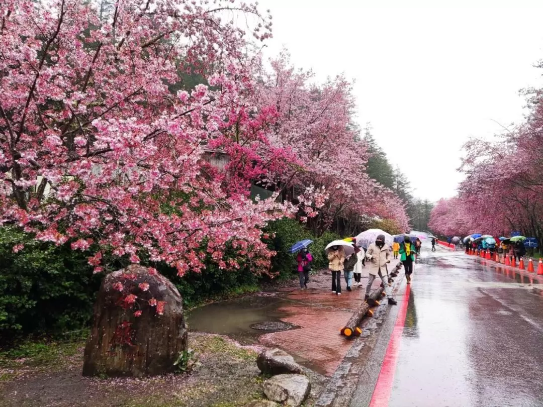 台中｜武陵農場森呼吸一日遊｜台北出發