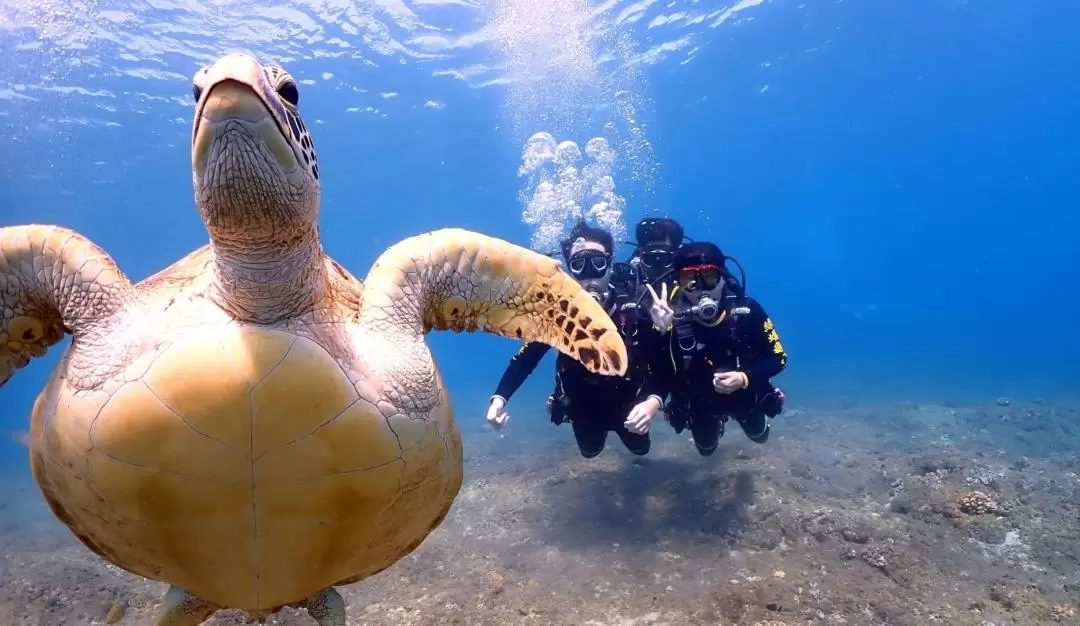 Pingtung｜Liuqiu Green Sea Turtle Diving Accommodation｜Diving Experience・OW Beginner Diver Course