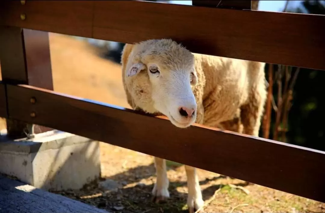 Taichung Gaomei Wetland & Qingjing Farm Day Tour