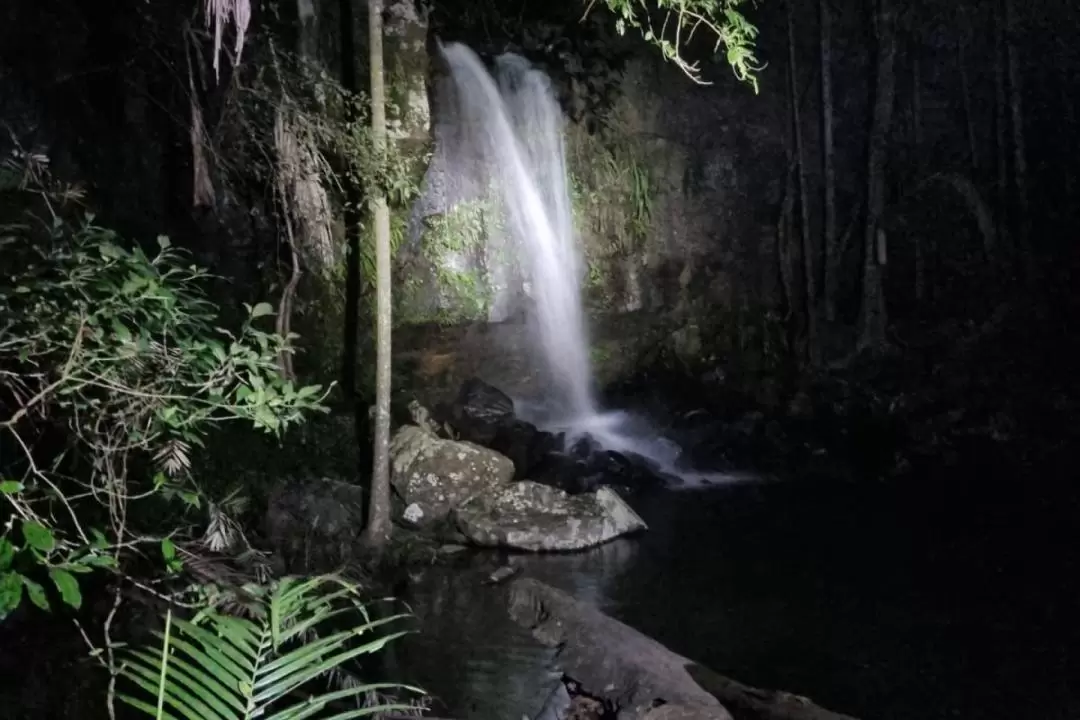 Evening Rainforest and Glow Worm Half Day Tour in Gold Coast