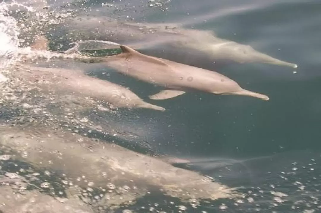 Dolphin Cruise in Muscat