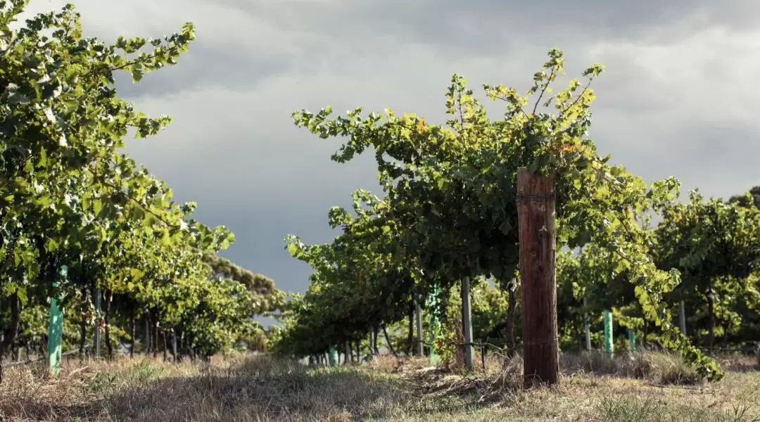 Barossa Valley Food and Wine Full Day Tour from Adelaide