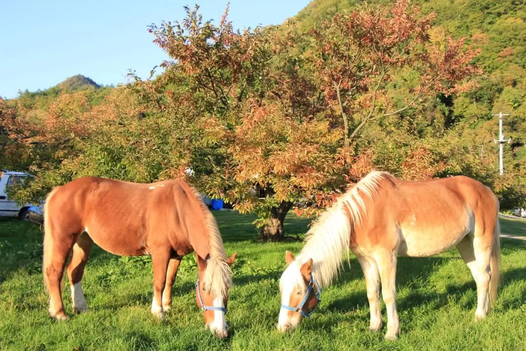 Sapporo Horseback riding experience! 