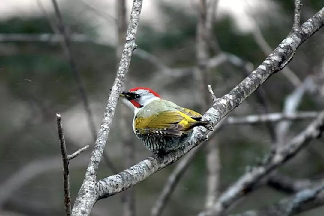 Senjogahara Half-Day Hiking and Birdwatching Private Tour in Nikko