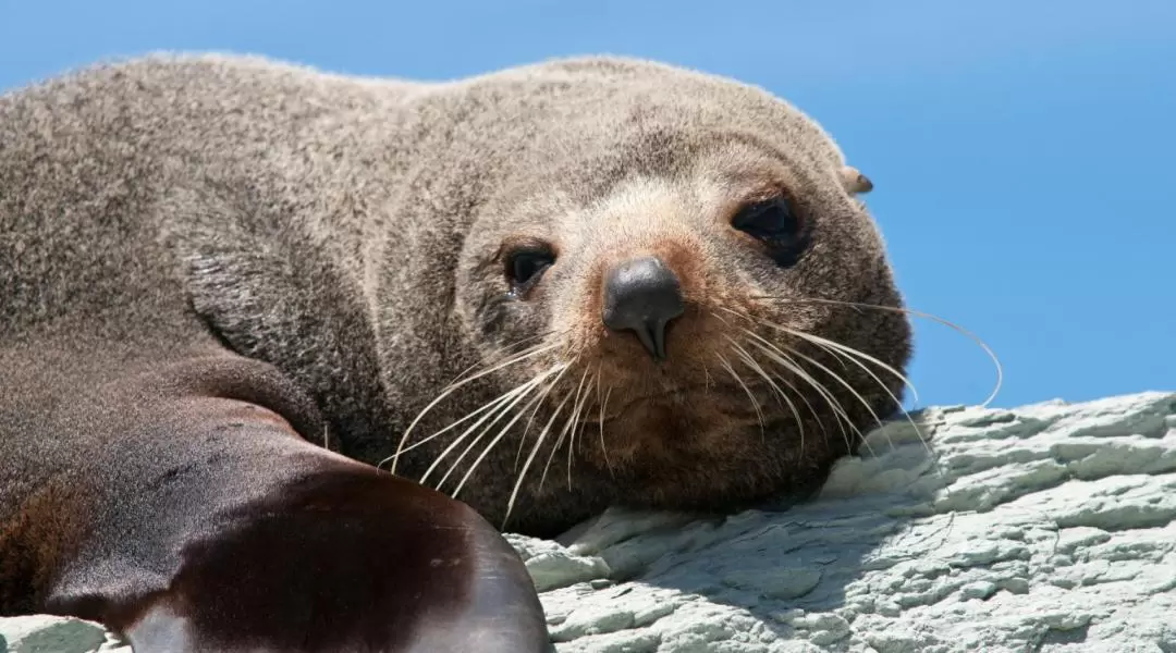 Kangaroo Island Ocean Safari Experience in Adelaide