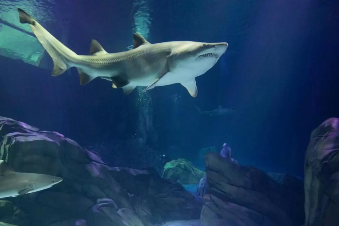 ジョージア水族館 入館チケット（アトランタ）