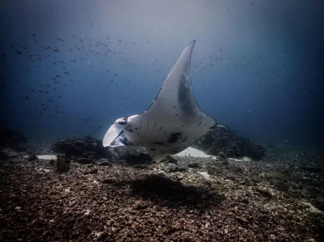 PADI開放水域潛水進階課程（Dive Komodo提供）