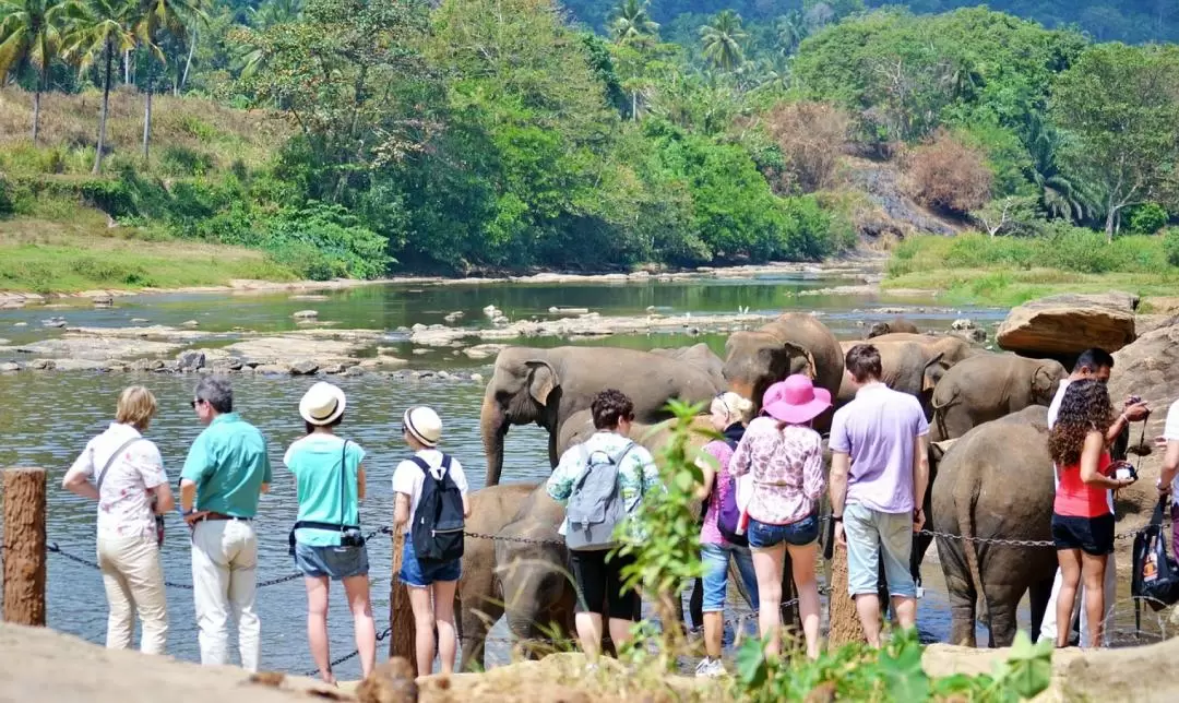 Pinnawala Elephant Orphanage Day Tour from Kandy