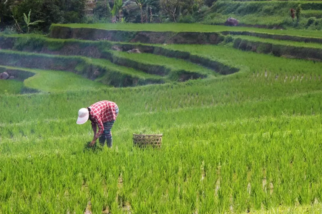 Best Northern Bali Sites with Tanah Lot Temple Tour