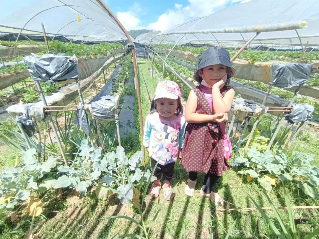 Strawberry Tour in Baguio