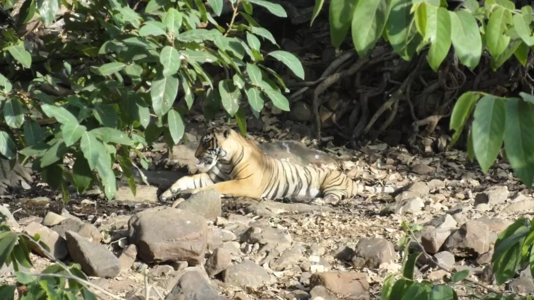 Jeep Safari Experience at Ranthambore National Park from Jaipur