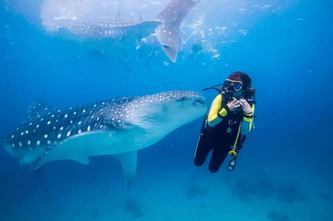 Diving Experience by SSI Czone Dive Center in Koh Tao