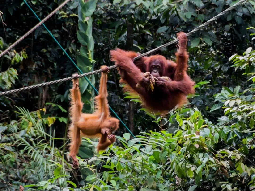 Semenggoh Wildlife Centre Half Day Trip from Kuching