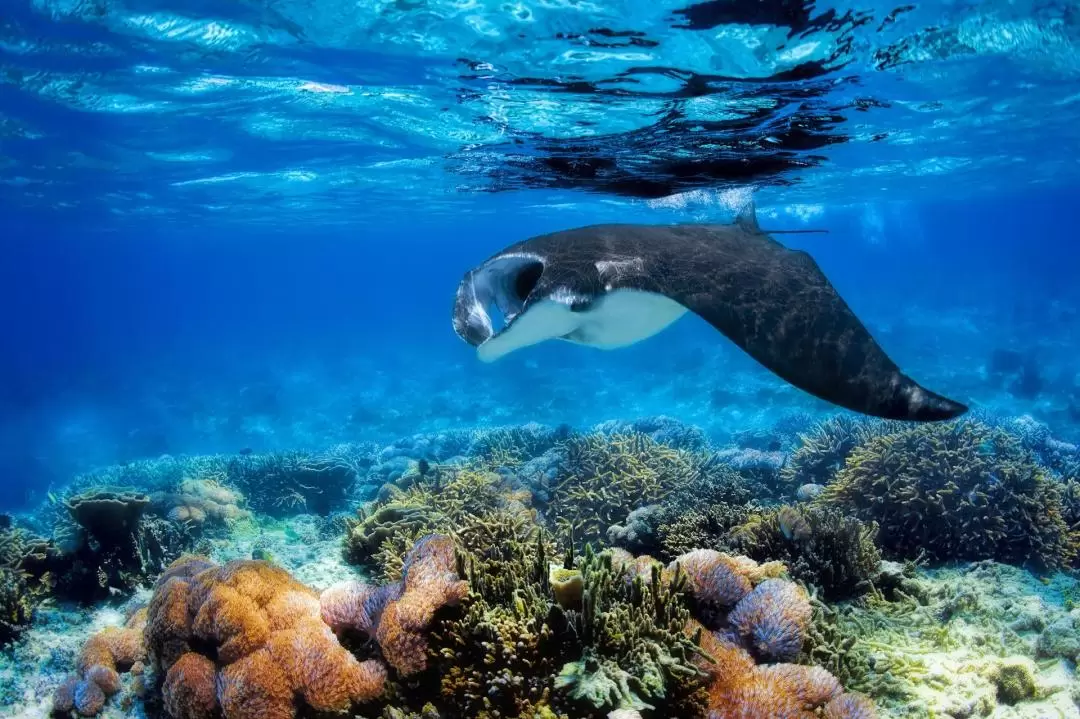 Manta Ray Experience in Fiji 