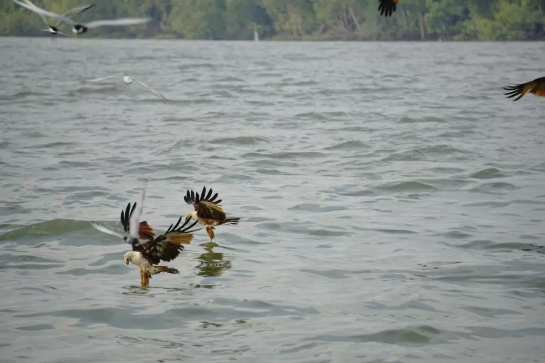 Eagle Feeding Experience in Kuala Selangor