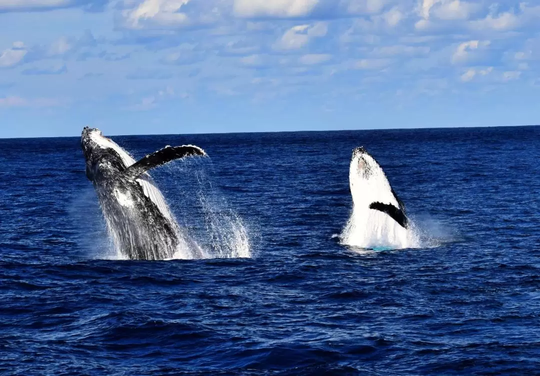 Brisbane Whale Watching Experience