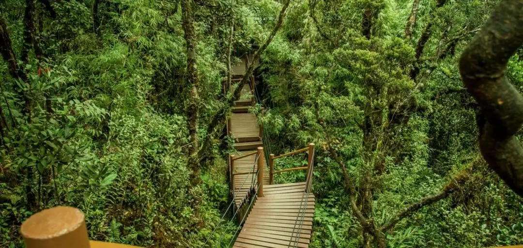 金馬侖高原 & 苔蘚森林（Mossy Forest）半日遊