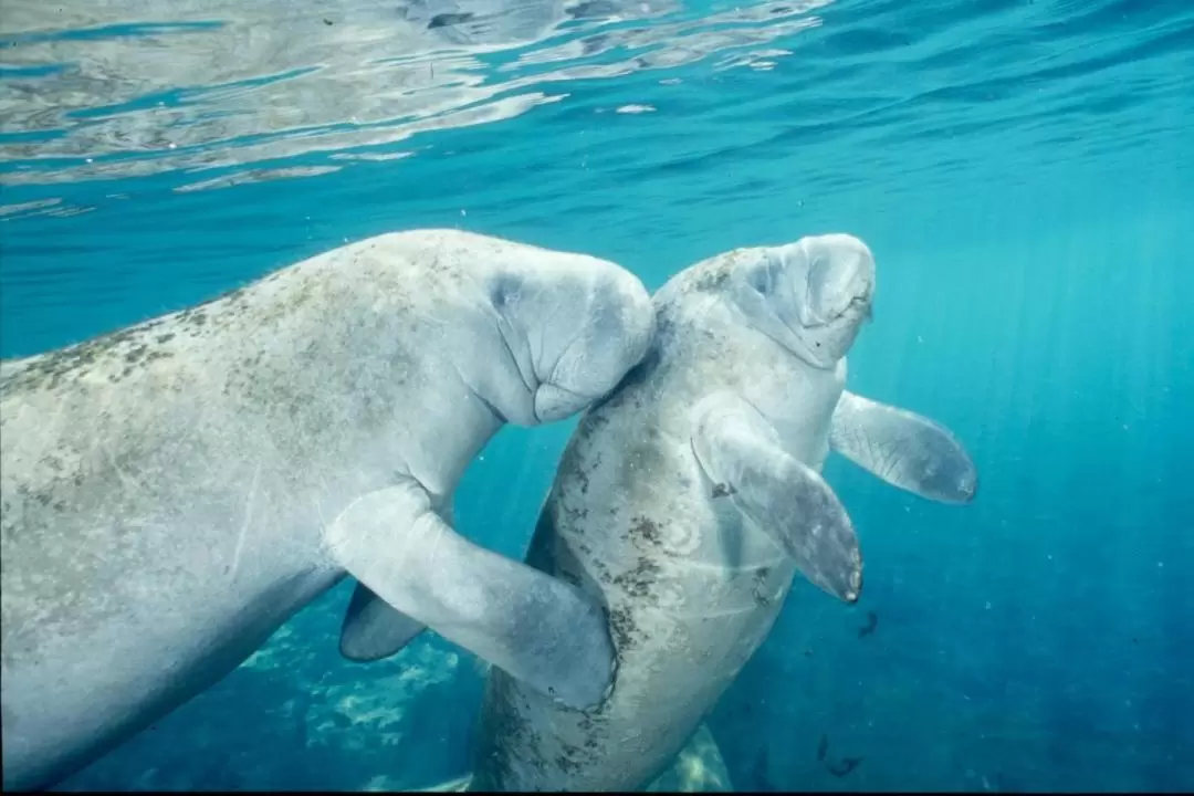 Swim with the Manatee's Day Tour with Transportation