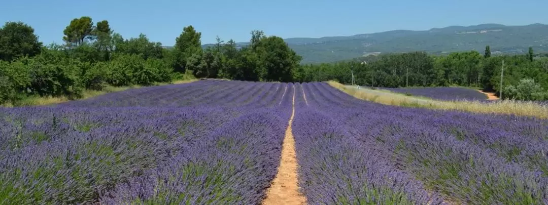 索村薰衣草田 & 紅土城魯西隆（Roussillon）& 石頭城戈爾代（Gordes）一日遊（馬賽出發）