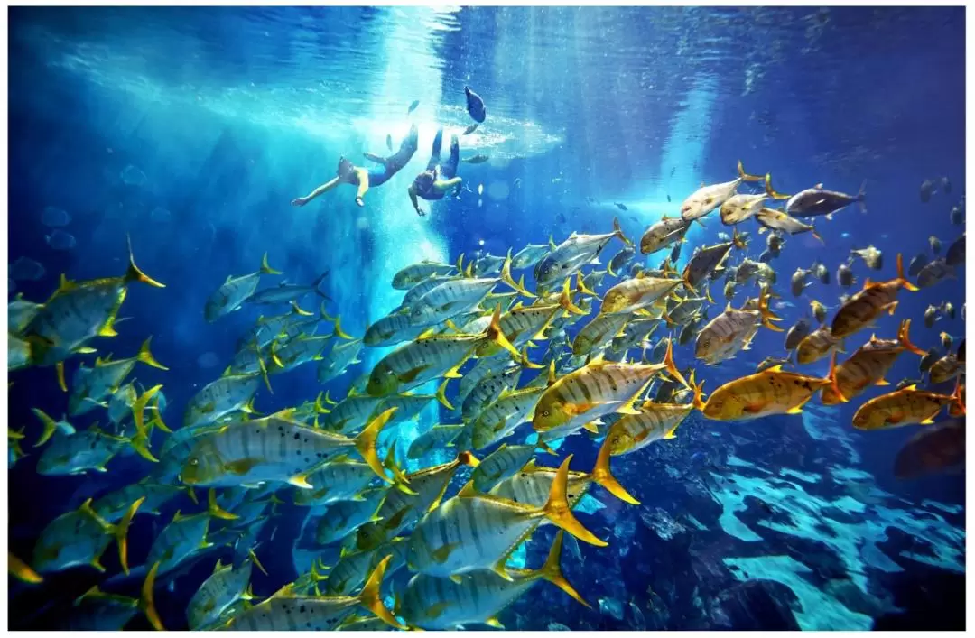 Ultimate Snorkel Experience at The Lost Chambers Aquarium Dubai