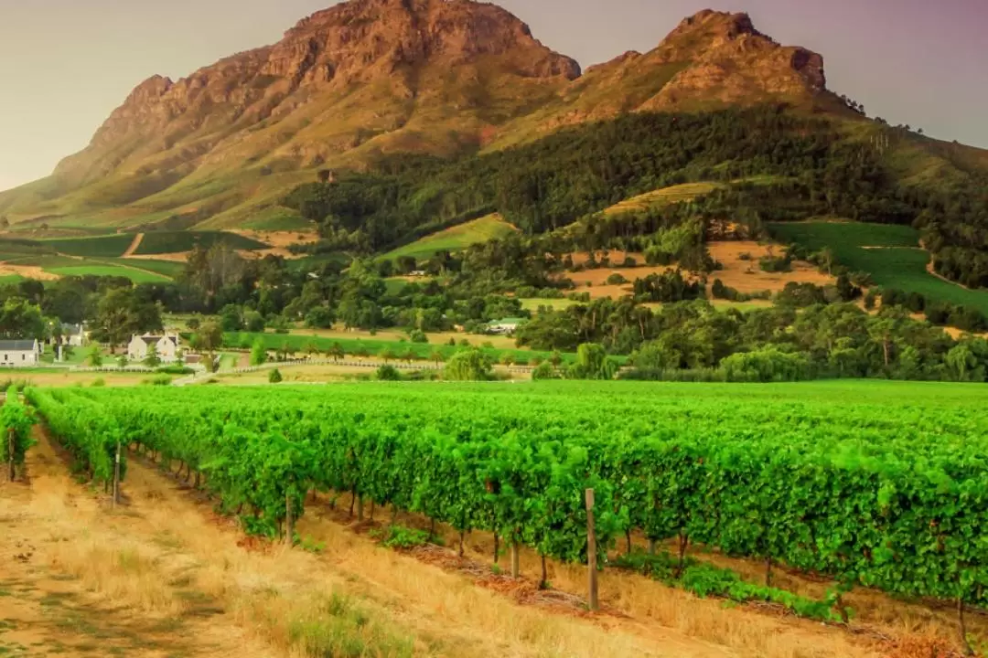 2D1N Stellenbosch Vineyards and Sea Safari Tour from Cape Town