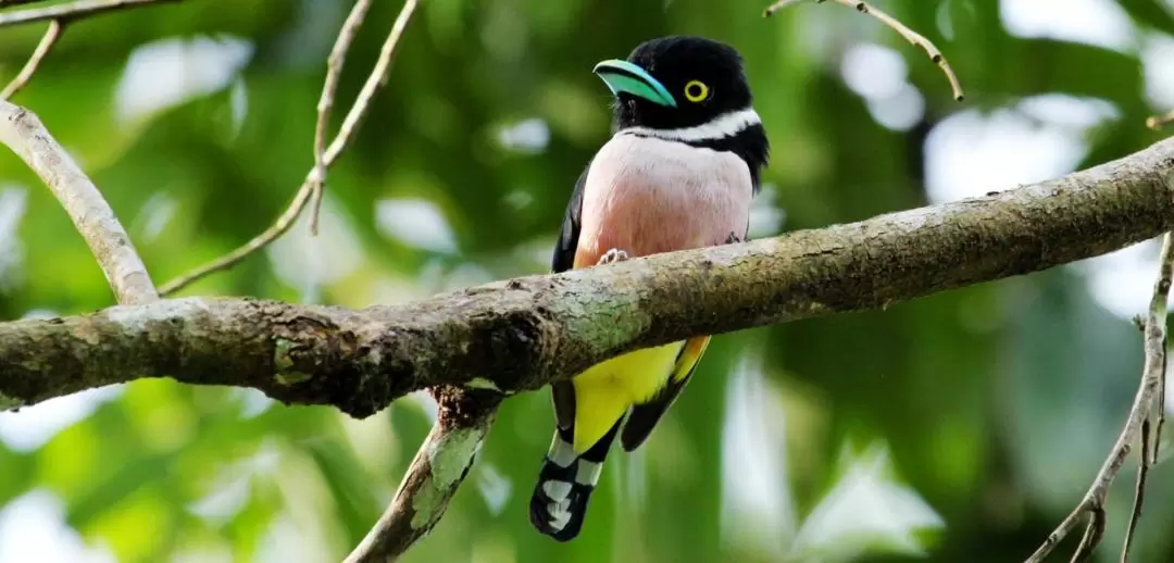 Kinabalu National Park Guided Bird Watching Experience