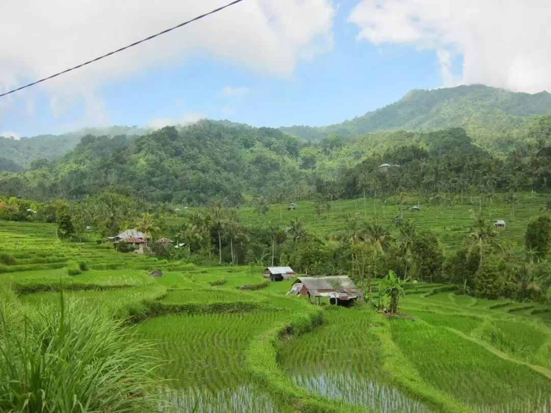 North Bali Waterfalls and Rice Field Trekking Day Tour